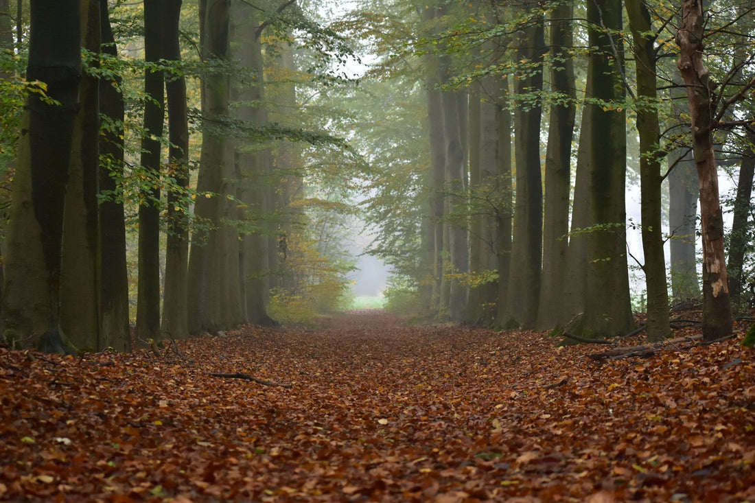 Peaceful fall nature trail
