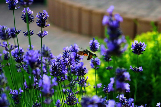 Blue flowers