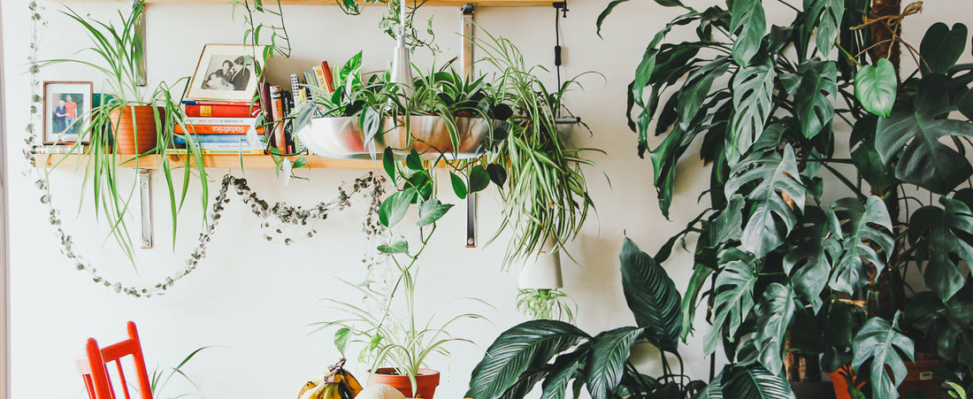 Cozy plant kitchen with plants and small prints