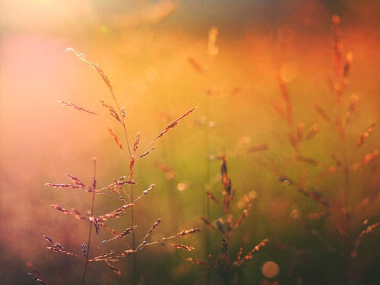 scene of a field at dusk with grass being gently lit from behind