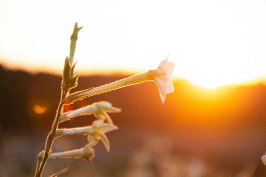 Create a Calm Space with Nature-Inspired Decor