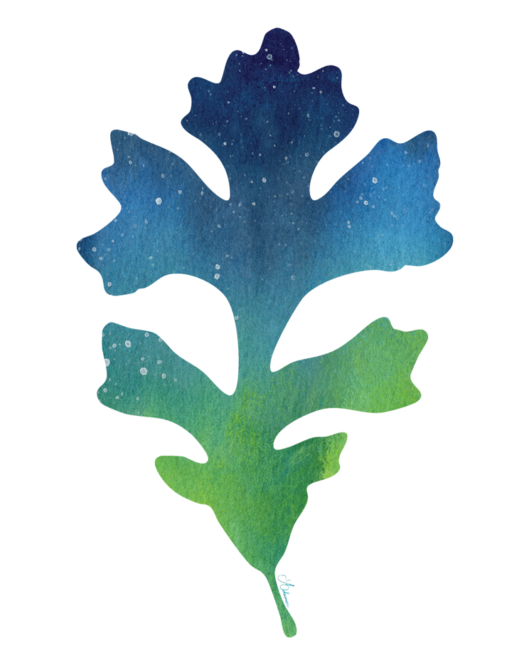 Oak Leaf Wonder